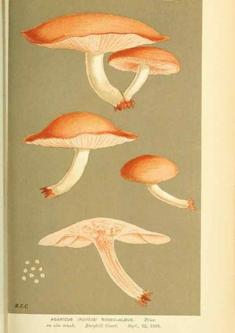 Reproducción/Reproduction 8722235041: Illustrations of British Fungi (Hymenomycetes), to serve as an atlas to the ""Handbook of British Fungi"".. LondonWilliams and Norgate1881-91