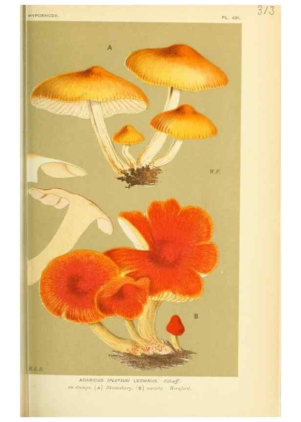 Reproducción/Reproduction 8722235417: Illustrations of British Fungi (Hymenomycetes), to serve as an atlas to the ""Handbook of British Fungi"".. LondonWilliams and Norgate1881-91