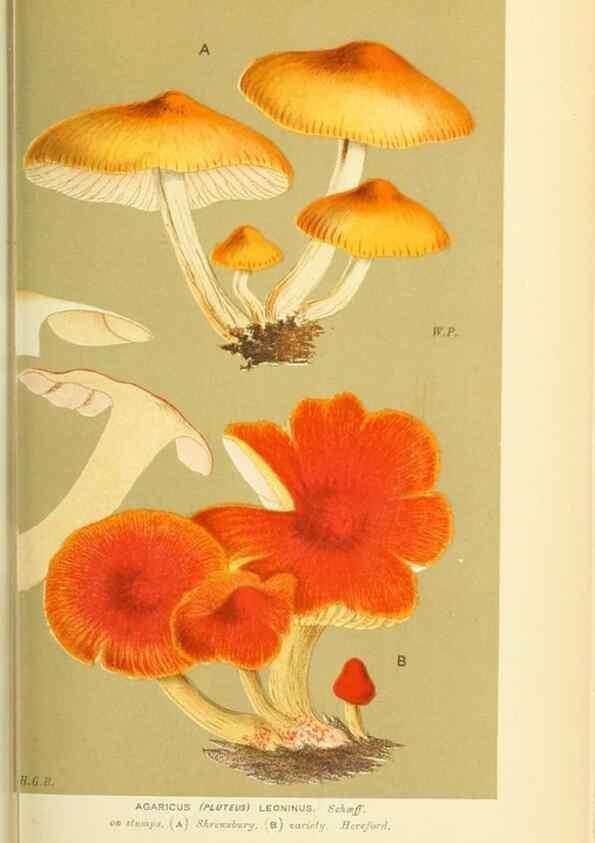 Reproducción/Reproduction 8722235417: Illustrations of British Fungi (Hymenomycetes), to serve as an atlas to the ""Handbook of British Fungi"".. LondonWilliams and Norgate1881-91