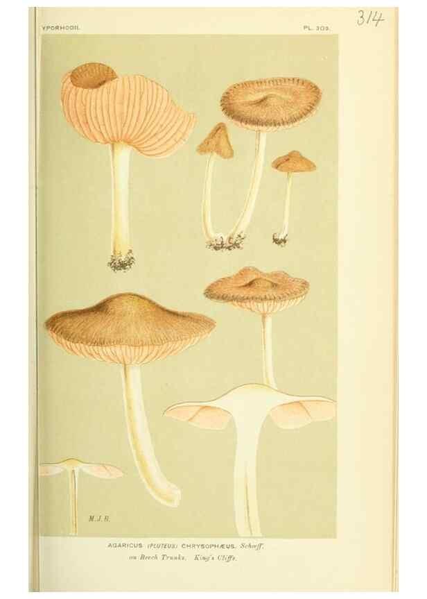 Reproducción/Reproduction 8723355456: Illustrations of British Fungi (Hymenomycetes), to serve as an atlas to the ""Handbook of British Fungi"".. LondonWilliams and Norgate1881-91