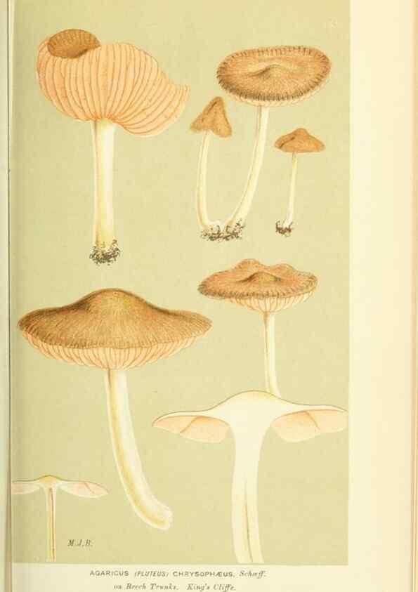 Reproducción/Reproduction 8723355456: Illustrations of British Fungi (Hymenomycetes), to serve as an atlas to the ""Handbook of British Fungi"".. LondonWilliams and Norgate1881-91
