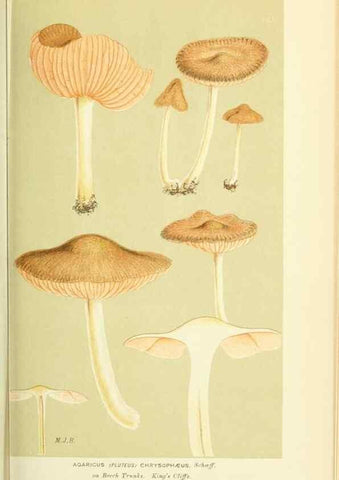 Reproducción/Reproduction 8723355456: Illustrations of British Fungi (Hymenomycetes), to serve as an atlas to the ""Handbook of British Fungi"".. LondonWilliams and Norgate1881-91