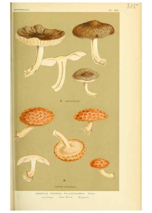Reproducción/Reproduction 8723355830: Illustrations of British Fungi (Hymenomycetes), to serve as an atlas to the ""Handbook of British Fungi"".. LondonWilliams and Norgate1881-91
