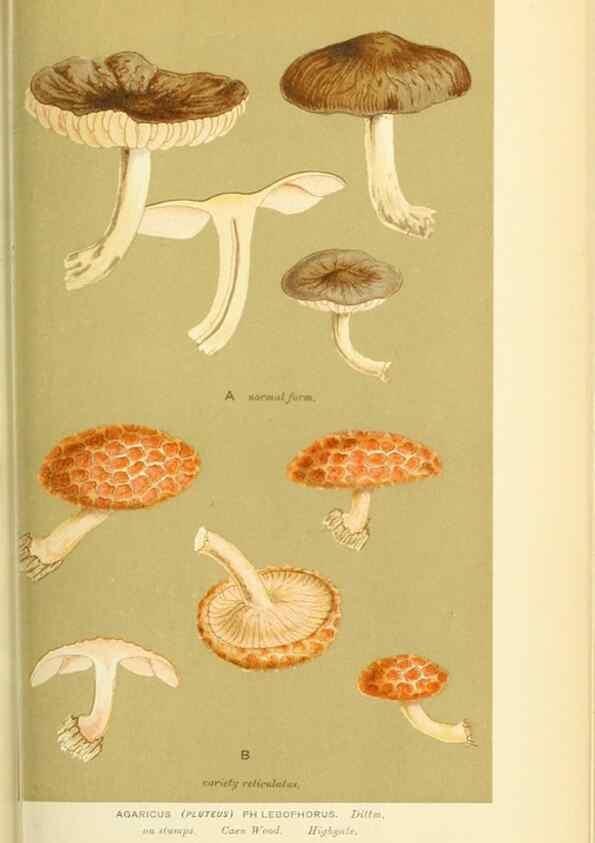 Reproducción/Reproduction 8723355830: Illustrations of British Fungi (Hymenomycetes), to serve as an atlas to the ""Handbook of British Fungi"".. LondonWilliams and Norgate1881-91