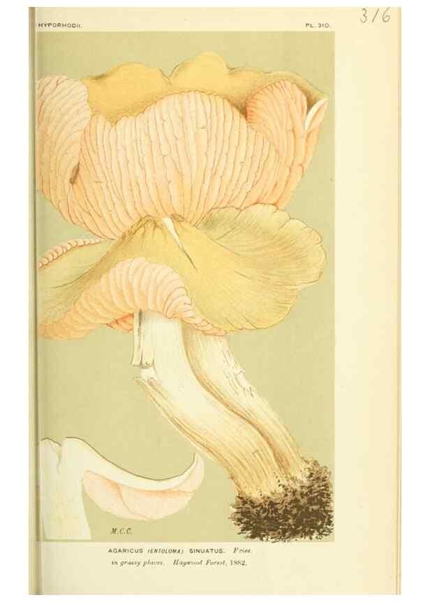 Reproducción/Reproduction 8722236465: Illustrations of British Fungi (Hymenomycetes), to serve as an atlas to the ""Handbook of British Fungi"".. LondonWilliams and Norgate1881-91