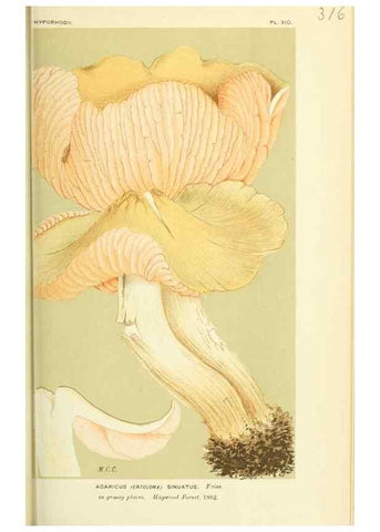 Reproducción/Reproduction 8722236465: Illustrations of British Fungi (Hymenomycetes), to serve as an atlas to the ""Handbook of British Fungi"".. LondonWilliams and Norgate1881-91