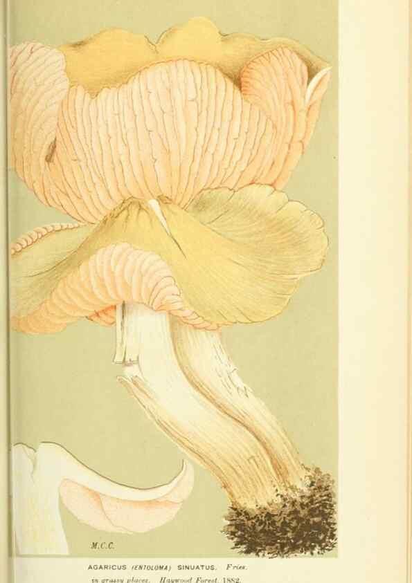 Reproducción/Reproduction 8722236465: Illustrations of British Fungi (Hymenomycetes), to serve as an atlas to the ""Handbook of British Fungi"".. LondonWilliams and Norgate1881-91