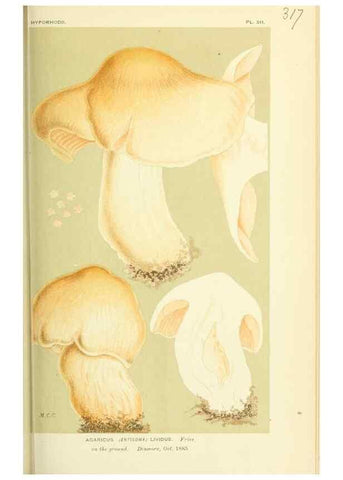 Reproducción/Reproduction 8722236801: Illustrations of British Fungi (Hymenomycetes), to serve as an atlas to the ""Handbook of British Fungi"".. LondonWilliams and Norgate1881-91