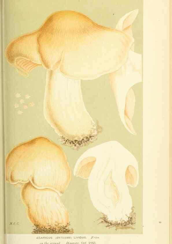 Reproducción/Reproduction 8722236801: Illustrations of British Fungi (Hymenomycetes), to serve as an atlas to the ""Handbook of British Fungi"".. LondonWilliams and Norgate1881-91