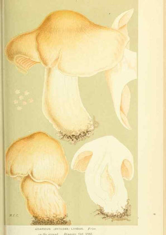 Reproducción/Reproduction 8722236801: Illustrations of British Fungi (Hymenomycetes), to serve as an atlas to the ""Handbook of British Fungi"".. LondonWilliams and Norgate1881-91