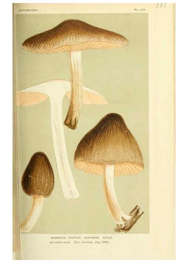 Reproducción/Reproduction 8723350692: Illustrations of British Fungi (Hymenomycetes), to serve as an atlas to the ""Handbook of British Fungi"".. LondonWilliams and Norgate1881-91