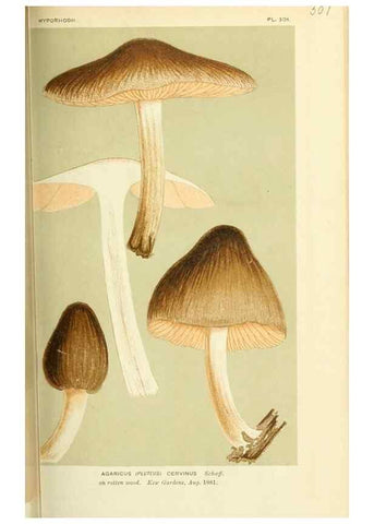 Reproducción/Reproduction 8723350692: Illustrations of British Fungi (Hymenomycetes), to serve as an atlas to the ""Handbook of British Fungi"".. LondonWilliams and Norgate1881-91