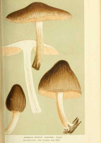 Reproducción/Reproduction 8723350692: Illustrations of British Fungi (Hymenomycetes), to serve as an atlas to the ""Handbook of British Fungi"".. LondonWilliams and Norgate1881-91