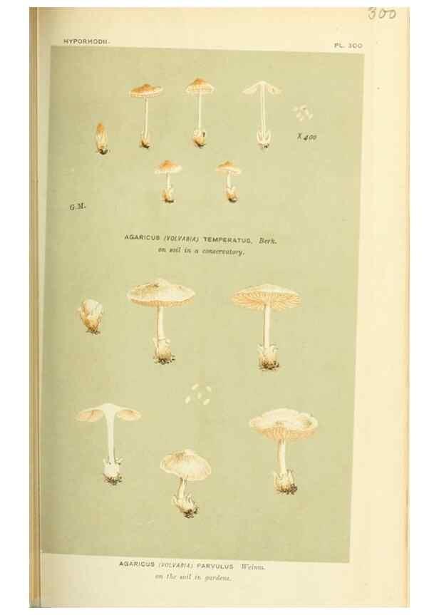 Reproducción/Reproduction 8723350362: Illustrations of British Fungi (Hymenomycetes), to serve as an atlas to the ""Handbook of British Fungi"".. LondonWilliams and Norgate1881-91