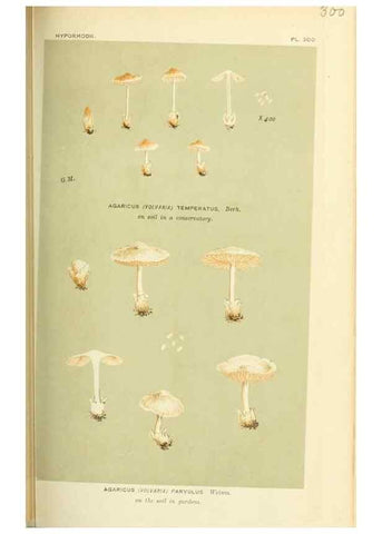 Reproducción/Reproduction 8723350362: Illustrations of British Fungi (Hymenomycetes), to serve as an atlas to the ""Handbook of British Fungi"".. LondonWilliams and Norgate1881-91