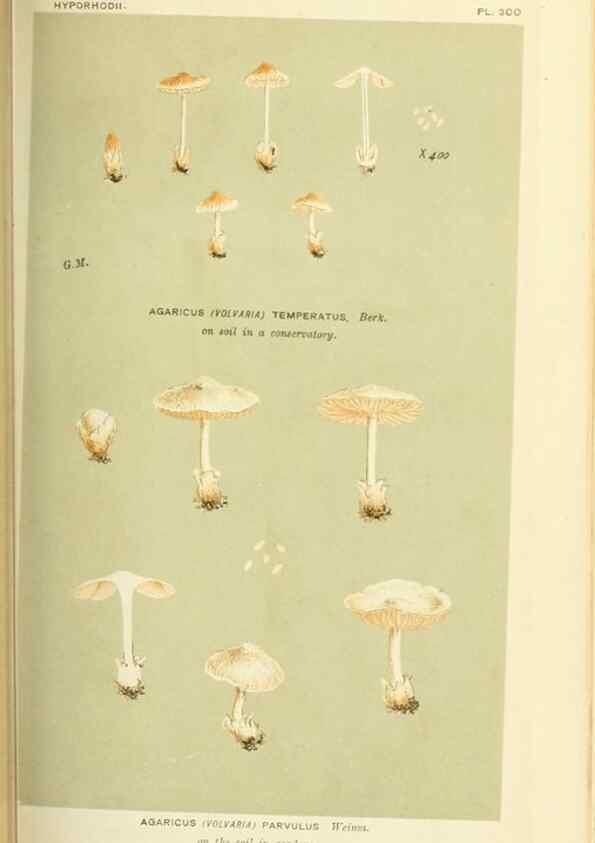 Reproducción/Reproduction 8723350362: Illustrations of British Fungi (Hymenomycetes), to serve as an atlas to the ""Handbook of British Fungi"".. LondonWilliams and Norgate1881-91