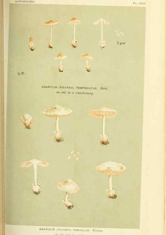 Reproducción/Reproduction 8723350362: Illustrations of British Fungi (Hymenomycetes), to serve as an atlas to the ""Handbook of British Fungi"".. LondonWilliams and Norgate1881-91