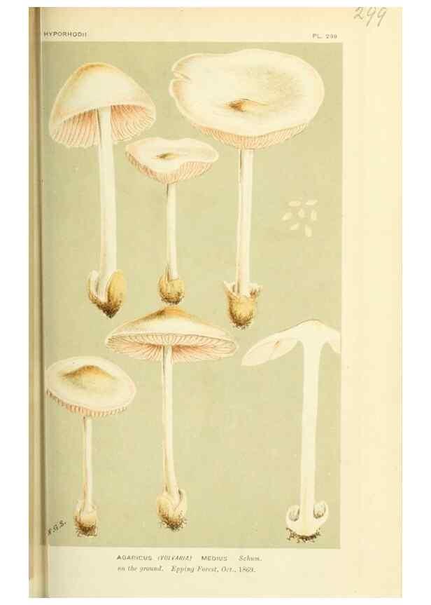 Reproducción/Reproduction 8723350098: Illustrations of British Fungi (Hymenomycetes), to serve as an atlas to the ""Handbook of British Fungi"".. LondonWilliams and Norgate1881-91