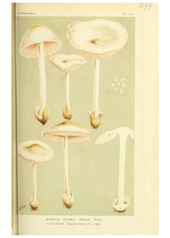 Reproducción/Reproduction 8723350098: Illustrations of British Fungi (Hymenomycetes), to serve as an atlas to the ""Handbook of British Fungi"".. LondonWilliams and Norgate1881-91