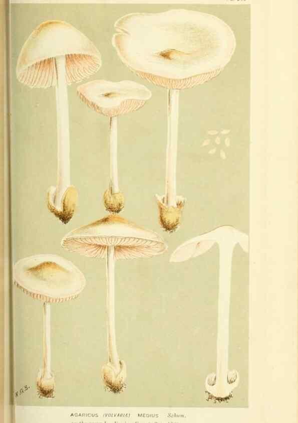 Reproducción/Reproduction 8723350098: Illustrations of British Fungi (Hymenomycetes), to serve as an atlas to the ""Handbook of British Fungi"".. LondonWilliams and Norgate1881-91
