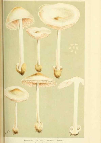 Reproducción/Reproduction 8723350098: Illustrations of British Fungi (Hymenomycetes), to serve as an atlas to the ""Handbook of British Fungi"".. LondonWilliams and Norgate1881-91