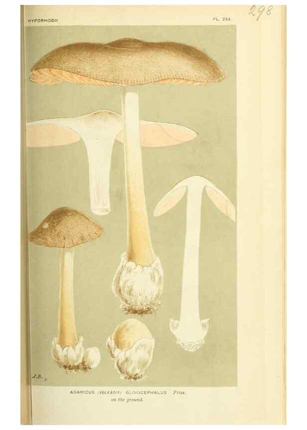 Reproducción/Reproduction 8722230193: Illustrations of British Fungi (Hymenomycetes), to serve as an atlas to the ""Handbook of British Fungi"".. LondonWilliams and Norgate1881-91