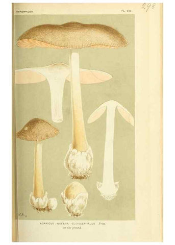 Reproducción/Reproduction 8722230193: Illustrations of British Fungi (Hymenomycetes), to serve as an atlas to the ""Handbook of British Fungi"".. LondonWilliams and Norgate1881-91