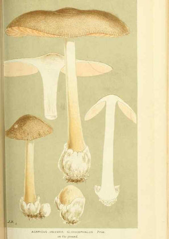 Reproducción/Reproduction 8722230193: Illustrations of British Fungi (Hymenomycetes), to serve as an atlas to the ""Handbook of British Fungi"".. LondonWilliams and Norgate1881-91