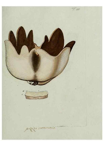 Reproducción/Reproduction 8720933356: Nicolai Josephi Jacquin Miscellanea austriaca ad botanicam, chemiam, et historiam naturalem spectantia, cum figuris partim coloratis. Vol. I-[II].. VindobonæEx officina Krausiana,1778-1781.