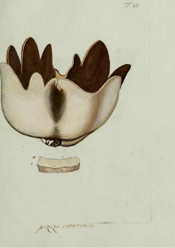 Reproducción/Reproduction 8720933356: Nicolai Josephi Jacquin Miscellanea austriaca ad botanicam, chemiam, et historiam naturalem spectantia, cum figuris partim coloratis. Vol. I-[II].. VindobonæEx officina Krausiana,1778-1781.