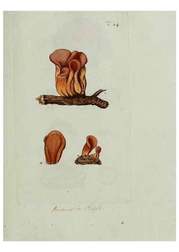 Reproducción/Reproduction 8720934928: Nicolai Josephi Jacquin Miscellanea austriaca ad botanicam, chemiam, et historiam naturalem spectantia, cum figuris partim coloratis. Vol. I-[II].. VindobonæEx officina Krausiana,1778-1781.