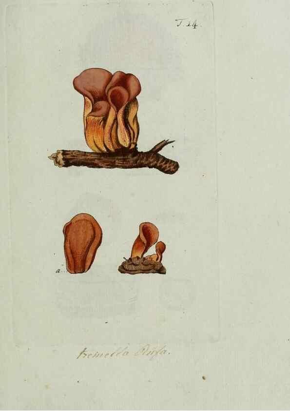 Reproducción/Reproduction 8720934928: Nicolai Josephi Jacquin Miscellanea austriaca ad botanicam, chemiam, et historiam naturalem spectantia, cum figuris partim coloratis. Vol. I-[II].. VindobonæEx officina Krausiana,1778-1781.