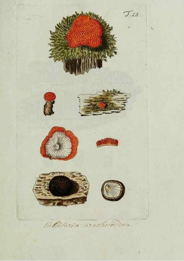 Reproducción/Reproduction 8719810907: Nicolai Josephi Jacquin Miscellanea austriaca ad botanicam, chemiam, et historiam naturalem spectantia, cum figuris partim coloratis. Vol. I-[II].. VindobonæEx officina Krausiana,1778-1781.