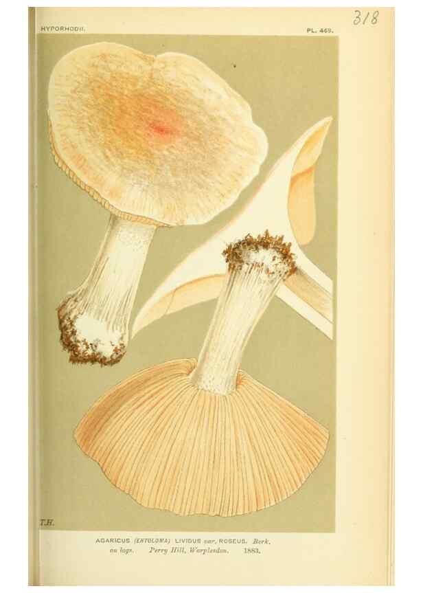 Reproducción/Reproduction 8722237203: Illustrations of British Fungi (Hymenomycetes), to serve as an atlas to the ""Handbook of British Fungi"".. LondonWilliams and Norgate1881-91