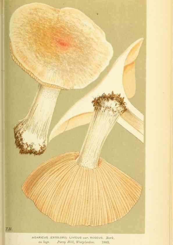 Reproducción/Reproduction 8722237203: Illustrations of British Fungi (Hymenomycetes), to serve as an atlas to the ""Handbook of British Fungi"".. LondonWilliams and Norgate1881-91