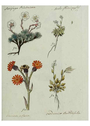 Reproducción/Reproduction 8719811799: Nicolai Josephi Jacquin Miscellanea austriaca ad botanicam, chemiam, et historiam naturalem spectantia, cum figuris partim coloratis. Vol. I-[II].. VindobonæEx officina Krausiana,1778-1781.