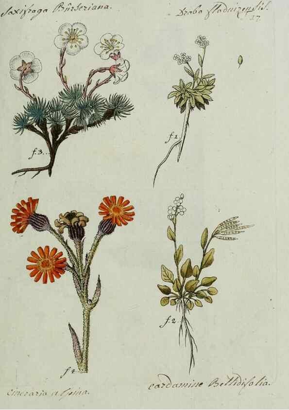 Reproducción/Reproduction 8719811799: Nicolai Josephi Jacquin Miscellanea austriaca ad botanicam, chemiam, et historiam naturalem spectantia, cum figuris partim coloratis. Vol. I-[II].. VindobonæEx officina Krausiana,1778-1781.