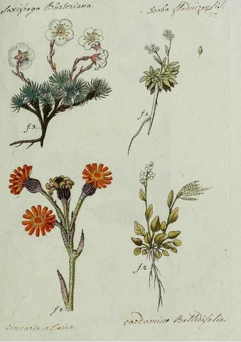 Reproducción/Reproduction 8719811799: Nicolai Josephi Jacquin Miscellanea austriaca ad botanicam, chemiam, et historiam naturalem spectantia, cum figuris partim coloratis. Vol. I-[II].. VindobonæEx officina Krausiana,1778-1781.