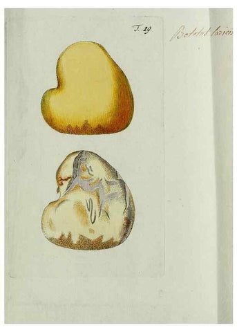 Reproducción/Reproduction 8720936908: Nicolai Josephi Jacquin Miscellanea austriaca ad botanicam, chemiam, et historiam naturalem spectantia, cum figuris partim coloratis. Vol. I-[II].. VindobonæEx officina Krausiana,1778-1781.