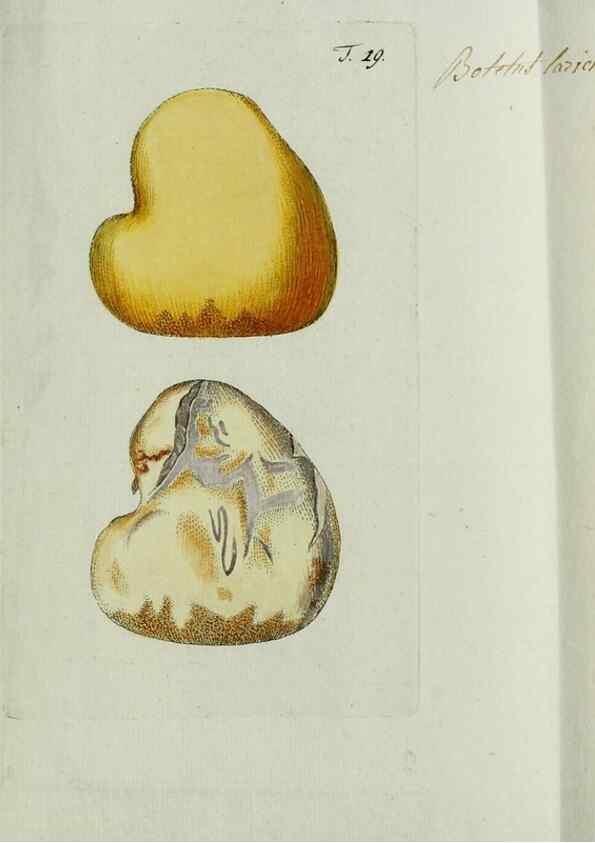 Reproducción/Reproduction 8720936908: Nicolai Josephi Jacquin Miscellanea austriaca ad botanicam, chemiam, et historiam naturalem spectantia, cum figuris partim coloratis. Vol. I-[II].. VindobonæEx officina Krausiana,1778-1781.
