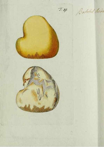Reproducción/Reproduction 8720936908: Nicolai Josephi Jacquin Miscellanea austriaca ad botanicam, chemiam, et historiam naturalem spectantia, cum figuris partim coloratis. Vol. I-[II].. VindobonæEx officina Krausiana,1778-1781.