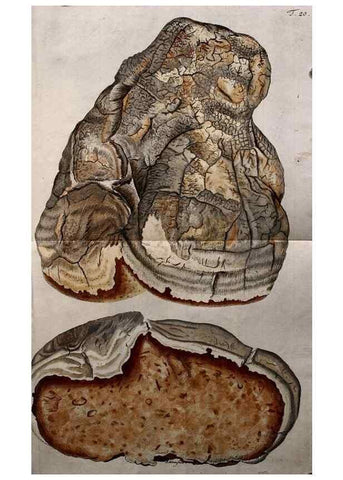 Reproducción/Reproduction 8720937478: Nicolai Josephi Jacquin Miscellanea austriaca ad botanicam, chemiam, et historiam naturalem spectantia, cum figuris partim coloratis. Vol. I-[II].. VindobonæEx officina Krausiana,1778-1781.