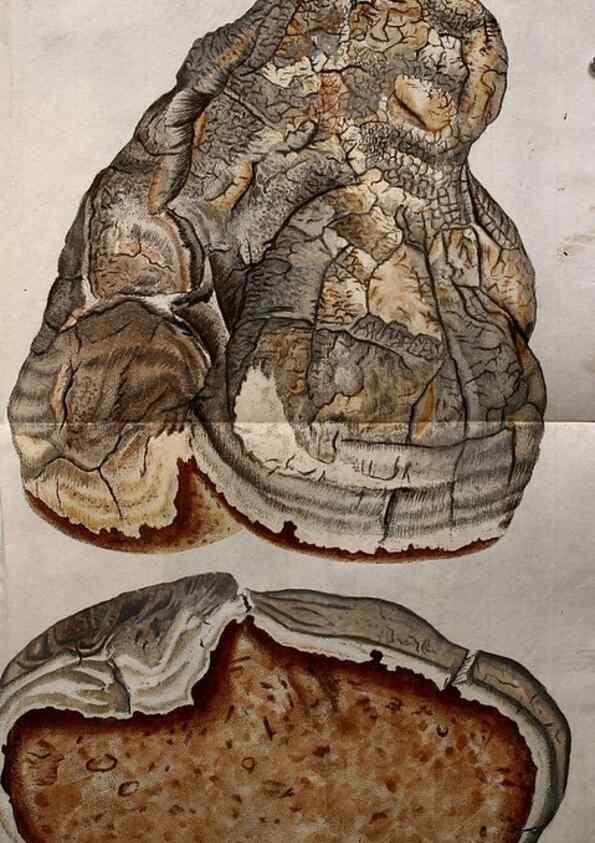 Reproducción/Reproduction 8720937478: Nicolai Josephi Jacquin Miscellanea austriaca ad botanicam, chemiam, et historiam naturalem spectantia, cum figuris partim coloratis. Vol. I-[II].. VindobonæEx officina Krausiana,1778-1781.