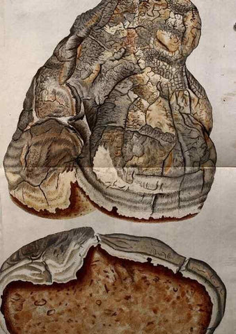 Reproducción/Reproduction 8720937478: Nicolai Josephi Jacquin Miscellanea austriaca ad botanicam, chemiam, et historiam naturalem spectantia, cum figuris partim coloratis. Vol. I-[II].. VindobonæEx officina Krausiana,1778-1781.