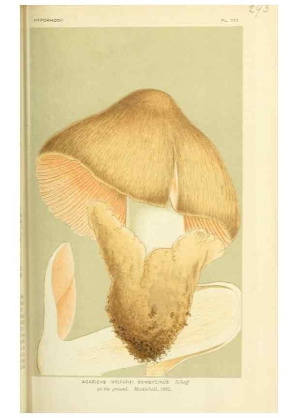 Reproducción/Reproduction 8723347948: Illustrations of British Fungi (Hymenomycetes), to serve as an atlas to the ""Handbook of British Fungi"".. LondonWilliams and Norgate1881-91