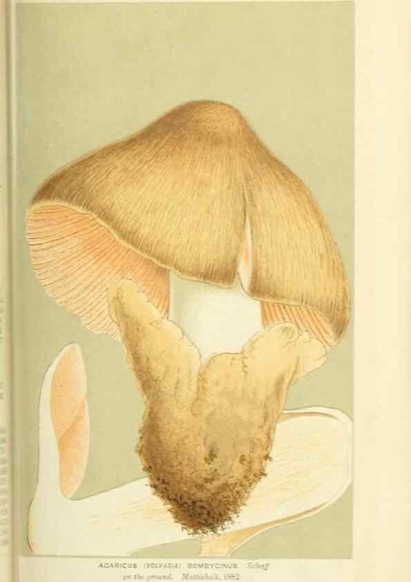 Reproducción/Reproduction 8723347948: Illustrations of British Fungi (Hymenomycetes), to serve as an atlas to the ""Handbook of British Fungi"".. LondonWilliams and Norgate1881-91