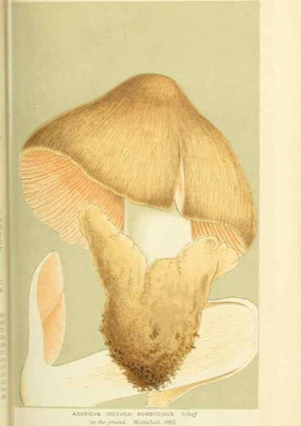 Reproducción/Reproduction 8723347948: Illustrations of British Fungi (Hymenomycetes), to serve as an atlas to the ""Handbook of British Fungi"".. LondonWilliams and Norgate1881-91