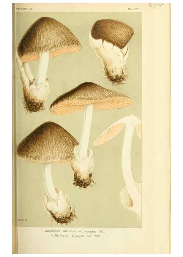 Reproducción/Reproduction 8723348430: Illustrations of British Fungi (Hymenomycetes), to serve as an atlas to the ""Handbook of British Fungi"".. LondonWilliams and Norgate1881-91