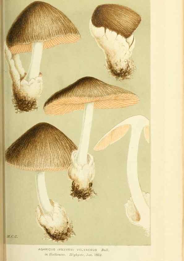 Reproducción/Reproduction 8723348430: Illustrations of British Fungi (Hymenomycetes), to serve as an atlas to the ""Handbook of British Fungi"".. LondonWilliams and Norgate1881-91