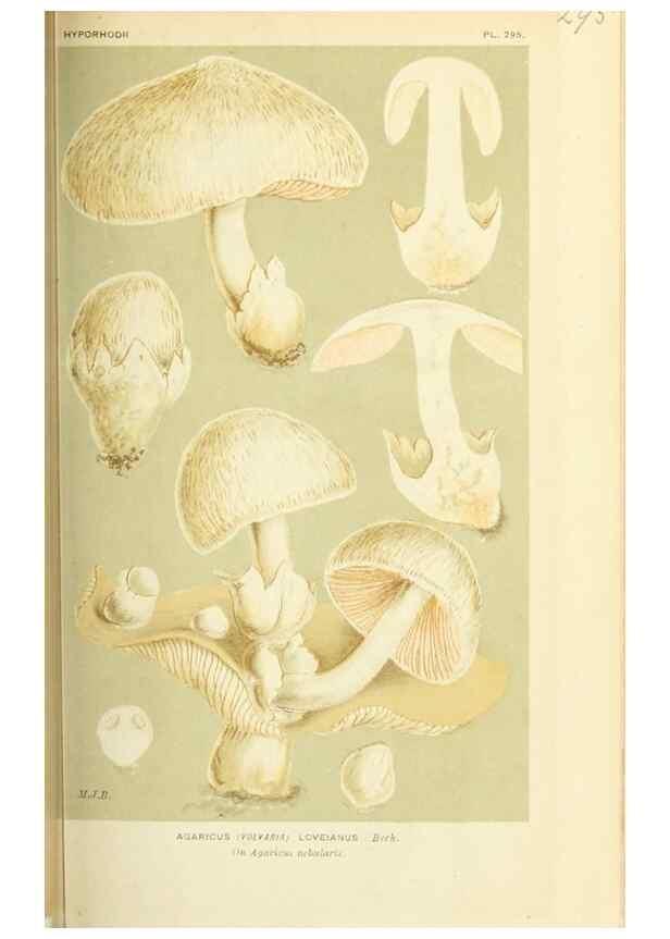 Reproducción/Reproduction 8722229145: Illustrations of British Fungi (Hymenomycetes), to serve as an atlas to the ""Handbook of British Fungi"".. LondonWilliams and Norgate1881-91